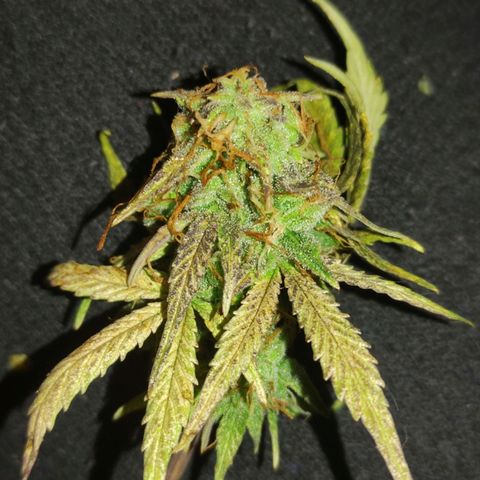 LSD growlog timeline photo
