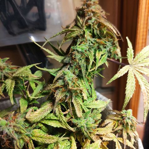 LSD growlog timeline photo