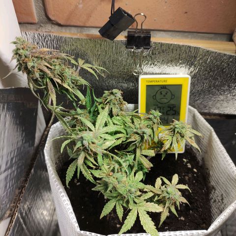 LSD growlog timeline photo