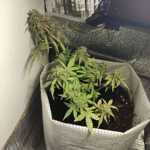 LSD growlog timeline photo