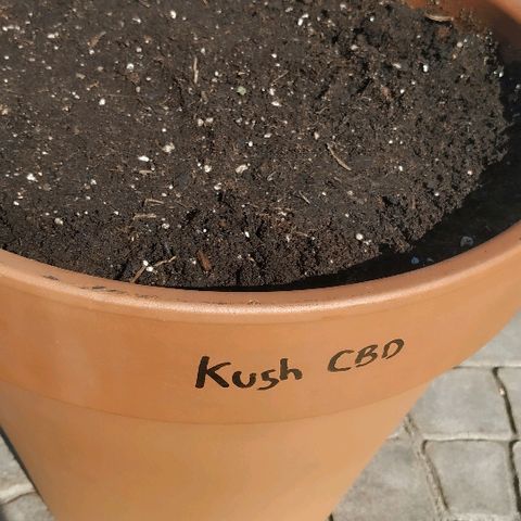 Kush CBD Auto growlog photo: AUTO, transplante a tiesto final 22l. Llenar y regar hasta arriba horas antes, enterrar límite hojas. Introducir el abono caballo en capas medias e inferiores