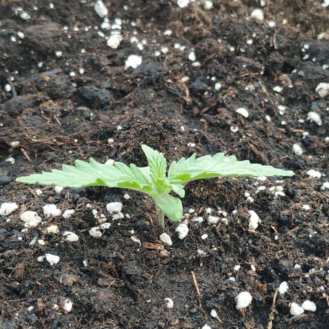 Critical Jack Auto growlog timeline photo