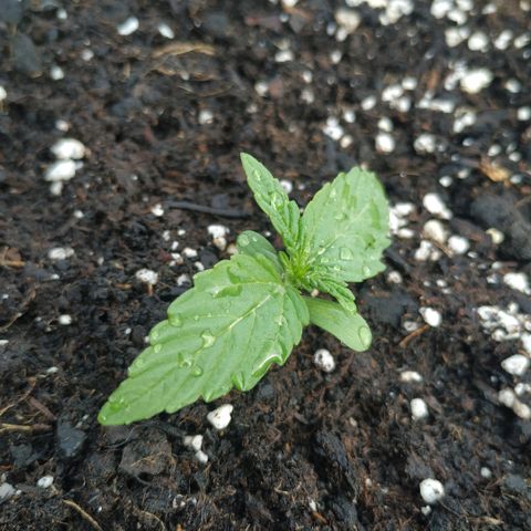 Kush CBD Auto growlog timeline photo