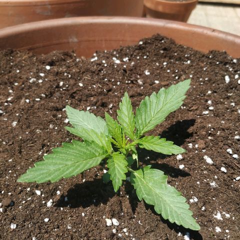 Critical Jack Auto growlog timeline photo