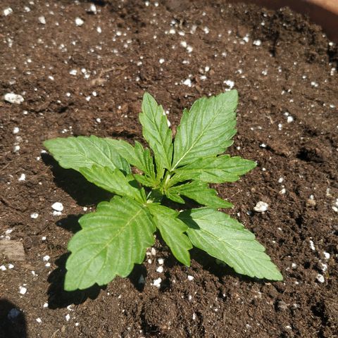 Kush CBD Auto growlog timeline photo