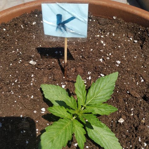 Kush CBD Auto growlog timeline photo