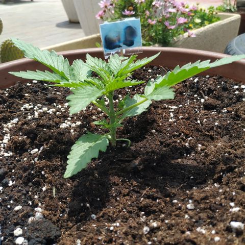 Critical Jack Auto growlog timeline photo