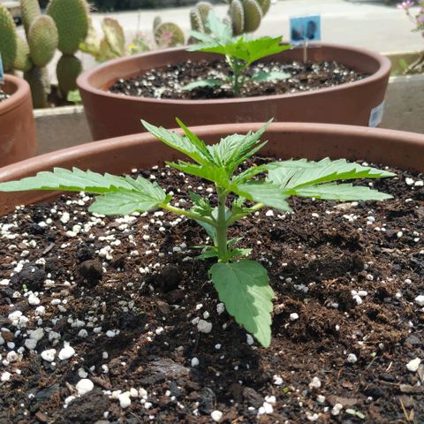 Kush CBD Auto growlog timeline photo