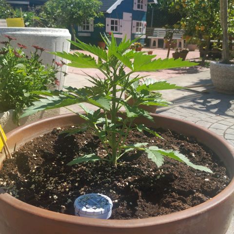 Critical Jack Auto growlog timeline photo