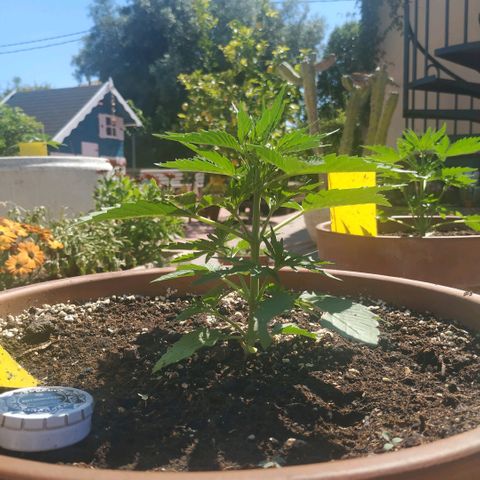 Kush CBD Auto growlog timeline photo