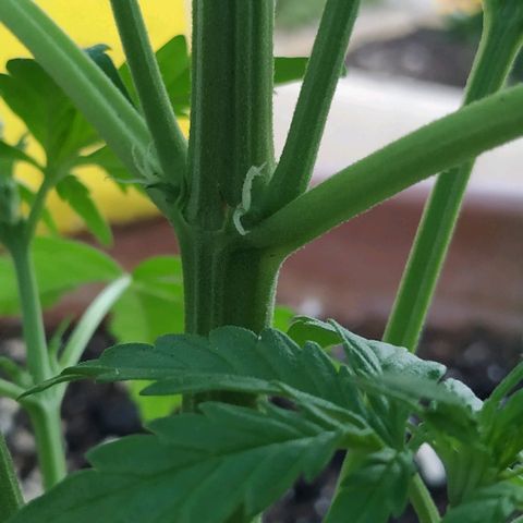 Critical Jack Auto growlog photo: Floración