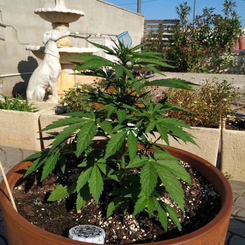 Kush CBD Auto growlog timeline photo