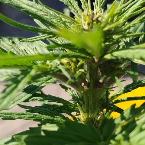 Kush CBD Auto growlog timeline photo