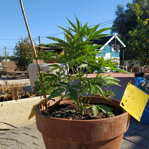 Critical Jack Auto growlog timeline photo