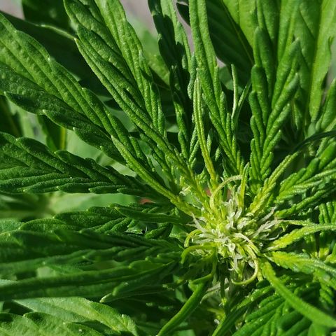 Critical Jack Auto growlog timeline photo
