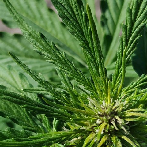 Kush CBD Auto growlog timeline photo