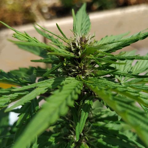 Kush CBD Auto growlog timeline photo