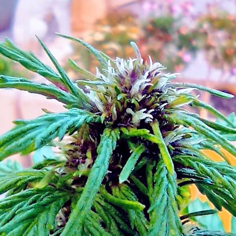 Kush CBD Auto growlog timeline photo