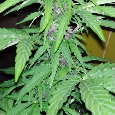 Kush CBD Auto growlog timeline photo