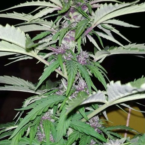 Kush CBD Auto growlog timeline photo