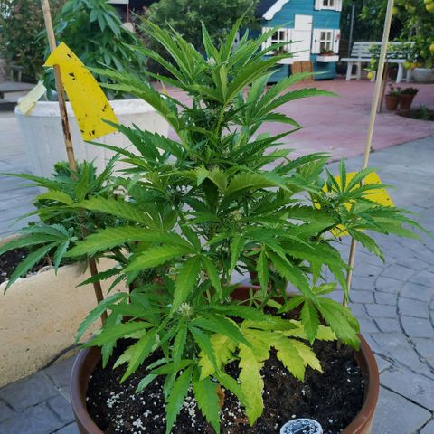 Critical Jack Auto growlog timeline photo