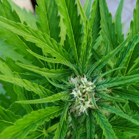 Critical Jack Auto growlog timeline photo