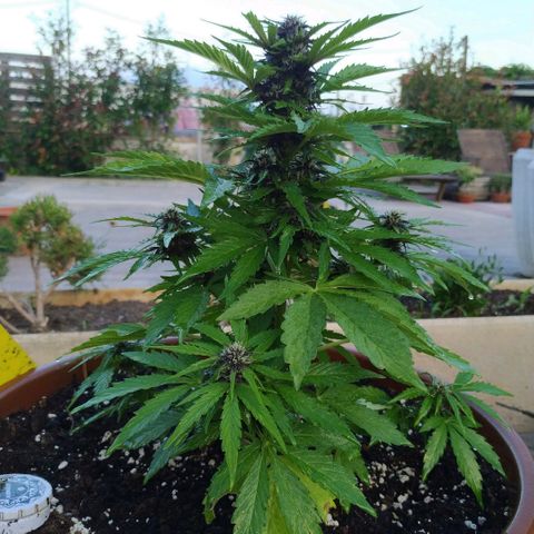 Kush CBD Auto growlog timeline photo