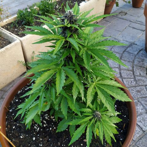 Kush CBD Auto growlog timeline photo