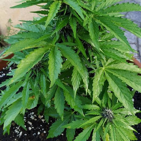 Kush CBD Auto growlog timeline photo