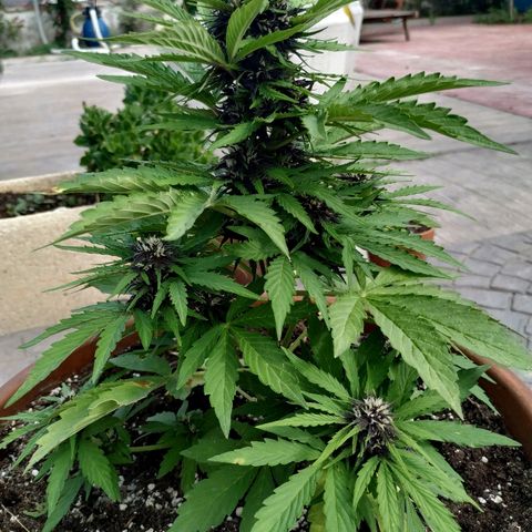 Kush CBD Auto growlog timeline photo