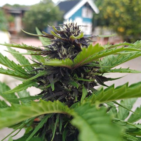 Kush CBD Auto growlog timeline photo