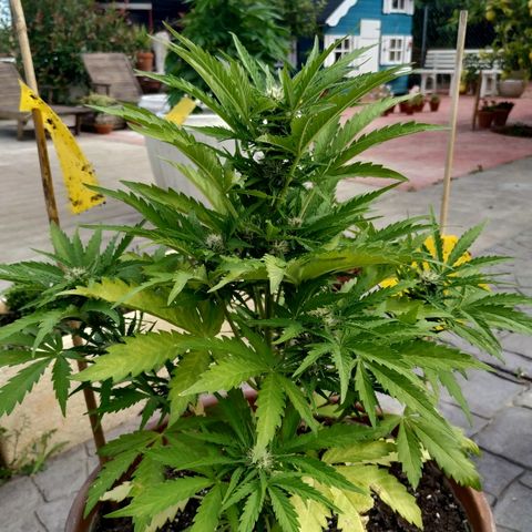 Critical Jack Auto growlog timeline photo