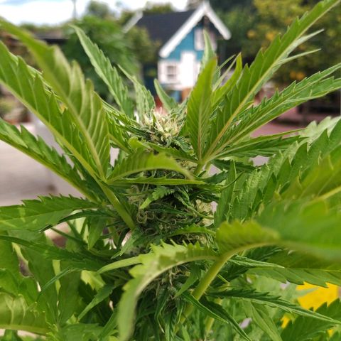 Critical Jack Auto growlog timeline photo