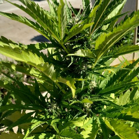 Critical Jack Auto growlog timeline photo