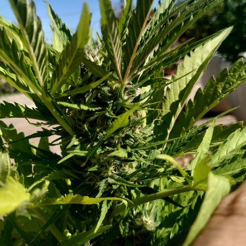 Critical Jack Auto growlog timeline photo