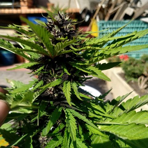 Kush CBD Auto growlog timeline photo