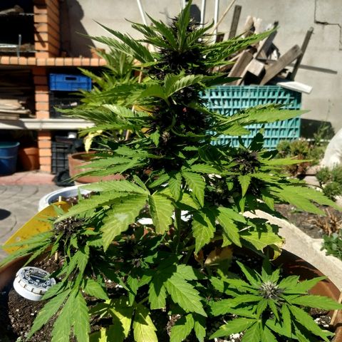 Kush CBD Auto growlog timeline photo
