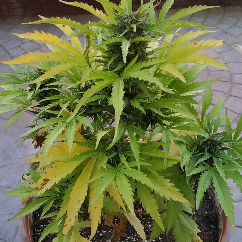 Critical Jack Auto growlog photo: Cosecha 65 días