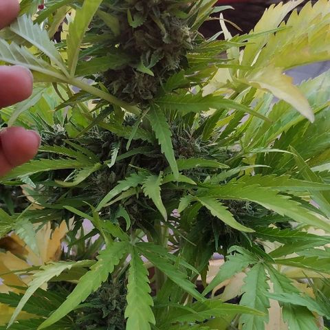 Critical Jack Auto growlog photo: Cosecha 65 días