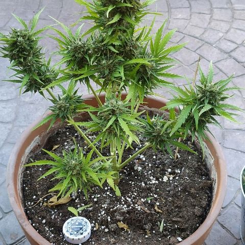 Critical Jack Auto growlog photo: Cosecha 65 días