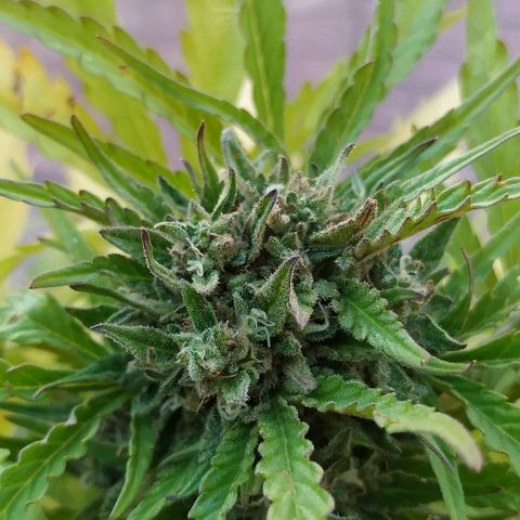 Critical Jack Auto growlog photo: Cosecha 65 días