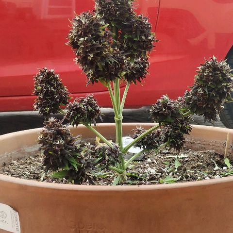 Critical Jack Auto growlog photo: Kush CBD Auto 120gr húmeda