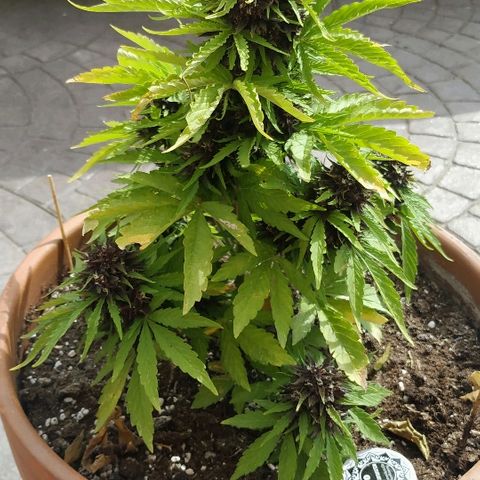 Critical Jack Auto growlog photo: Kush CBD Auto 120gr húmeda