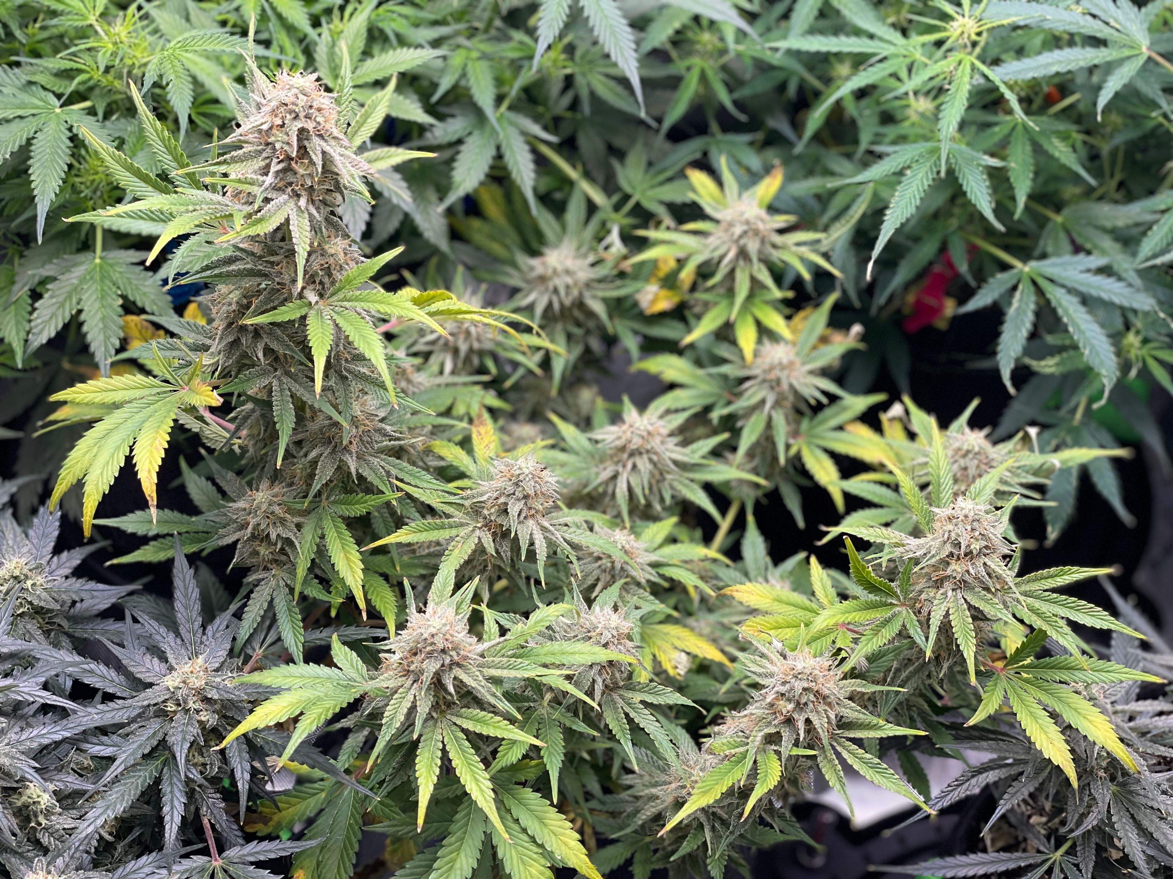 White Widow #3 growlog header