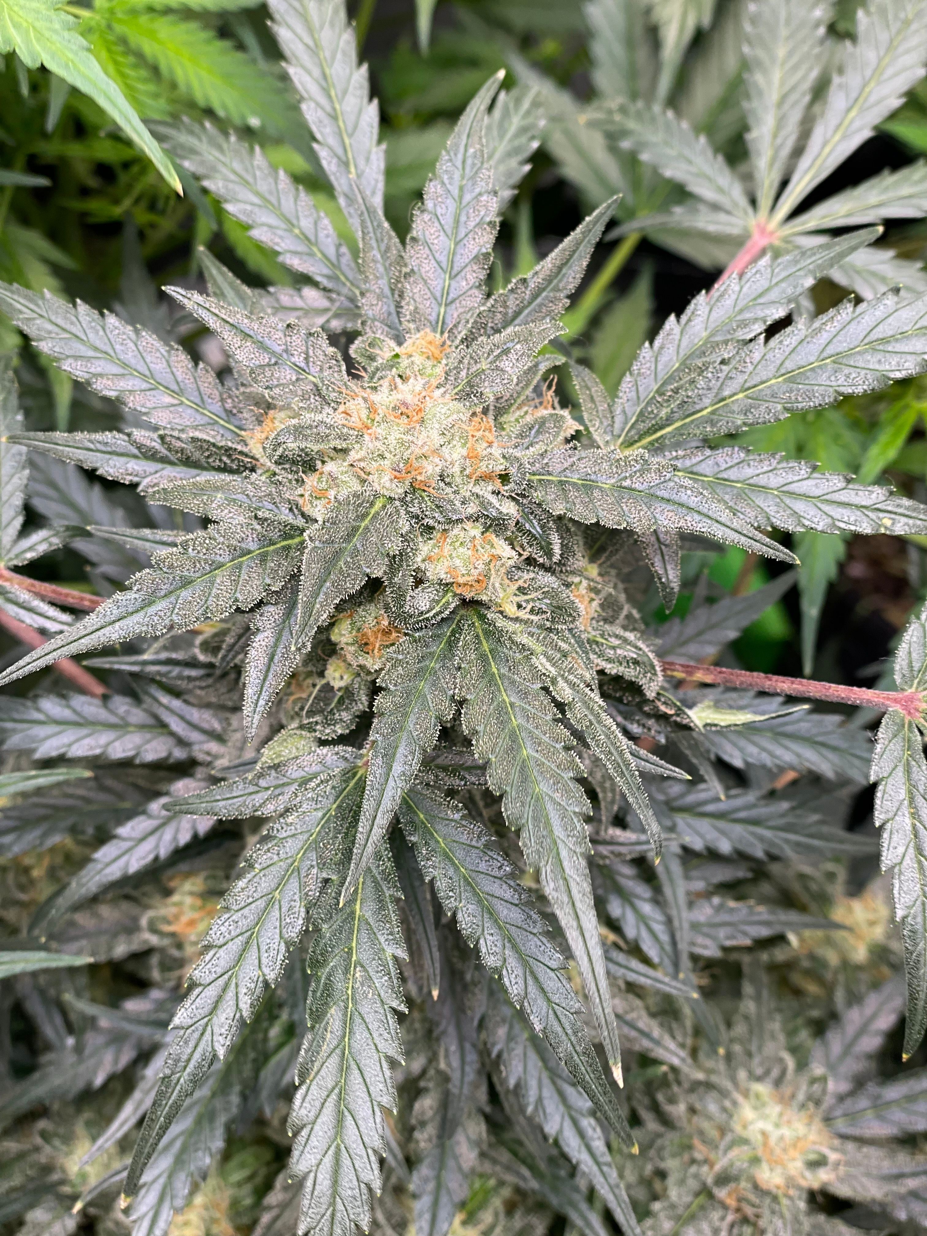 Sexxpot #1 growlog header