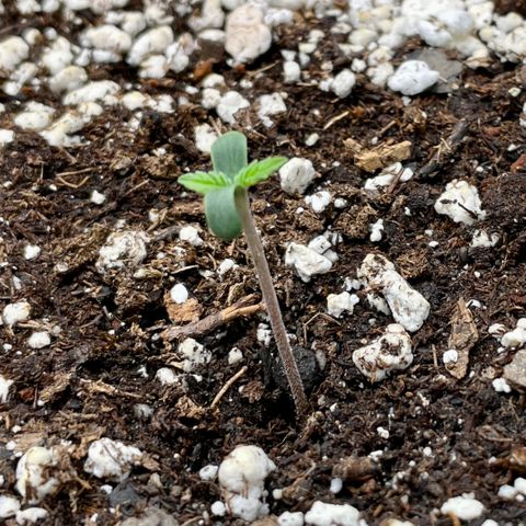 Do-Si-Dos #1 growlog photo: Looking good!
