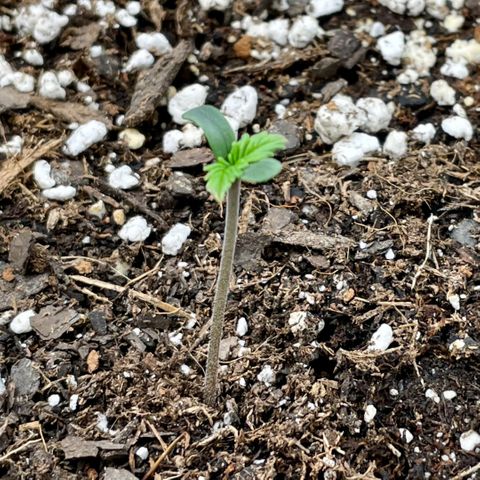 Moonshine Cookies growlog timeline photo