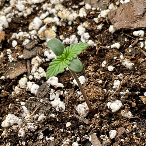 Cinderella #1 growlog timeline photo
