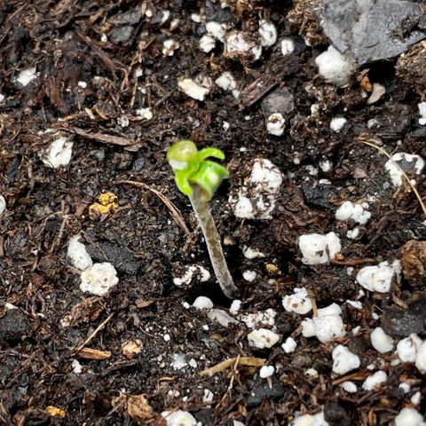 Bruce Banner #1 growlog photo: Bruce Banner is looking… special.  I guess we will see what happens…