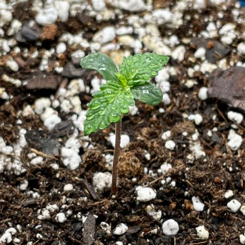 Cinderella #1 growlog photo: Looking good
